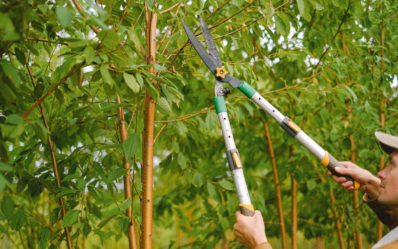 Tree trimming in Ochopee, FL